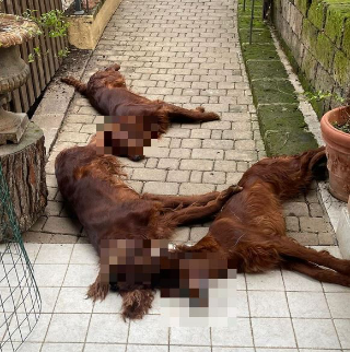 Sirolo - Tre cani morti per avvelenamento, proprietario a processo si difende: “Non sono stato io”